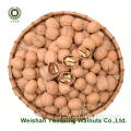 Nuovi noci coltivate Kernels Light pezzi in vendita